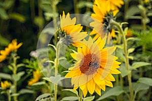 Bumblebee visits sunflower