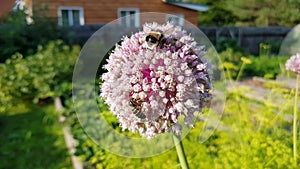 Bumblebee and wasp had a fight on the onion flower. Pollination of onion flowers with a bumblebee. Beautiful blooming