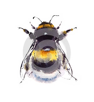 Bumblebee Watercolor Illustration Hand Drawn