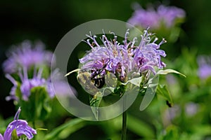 Bumblebee which is a member of the genus Bombus part of Apidae on Bee balm growing in a backyard garden. photo