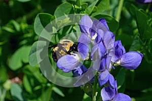 Bumblebee which is a member of the genus Bombus, part of Apidae on Blue false indigo flower. photo