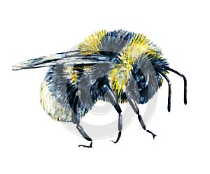 Bumblebee on a white background. Watercolor drawing. Insects art. Handwork. Side view