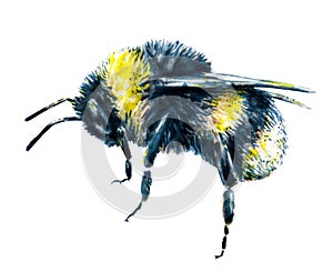 Bumblebee on a white background. Watercolor drawing. Insects art. Handwork. Side view