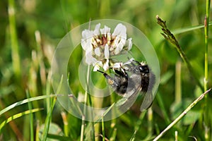 Bumblebee on a white clover