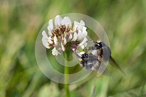 Bumblebee on a white clover
