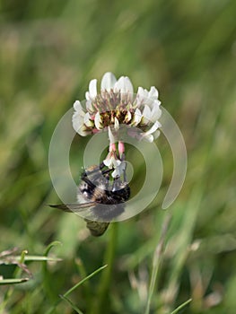 Bumblebee on a white clover