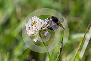 Bumblebee on a white clover