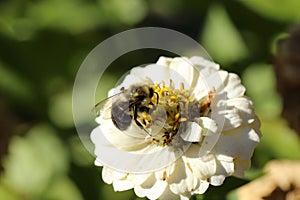 Bumblebee on White Flower