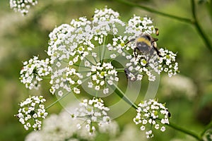 Bumblebee on white flower. Slovakia