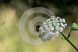 Bumblebee on white flowers with green blurred background, small important polinator at work, insect closeup on single branch photo