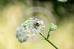 Bumblebee on white flowers with green blurred background, small important polinator at work, insect closeup on single branch photo