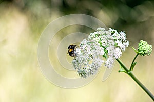 Bumblebee on white flowers with green blurred background, small important polinator at work, insect closeup on single branch photo