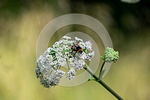 Bumblebee on white flowers with green blurred background, small important polinator at work, insect closeup on single branch photo