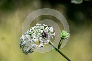 Bumblebee on white flowers with green blurred background, small important polinator at work, insect closeup on single branch photo