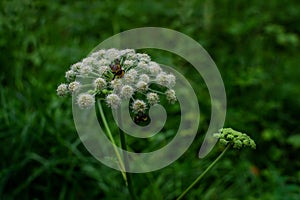 Bumblebee on white fluffy round Angelica umbrella flowers in green forest. Siberia