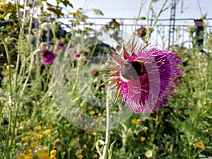 A Bumblebee at work in the grassland