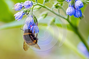 Bumblebee works, collecting nectar. Close-up