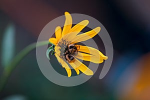 Bumblebee in a yellow blossom