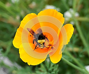 A Bumblebee on a yellow California poppy flower.