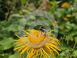 A bumblebee is on a yellow dandelion (Dandelion) flower and collects pollen and nectar