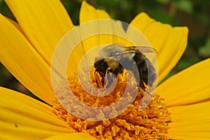 Bumblebee on yellow flower