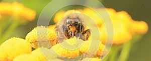 Bumblebee on yellow flower