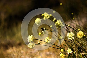 Bumblebee on a yellow flower. Beautiful natural background.