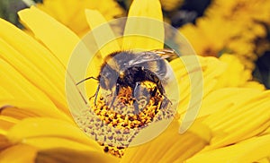 Bumblebee on yellow flower eating nectar. Bombus lucorum on sunflower in summer