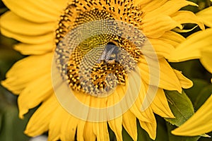 Bumblebee and yellow flower Natural sunflower background. Bloom. Close-up