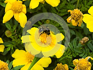 Bumblebee on yellow flower of Youth-and-age, Zinnia elegans, macro, selective focus, shallow DOF