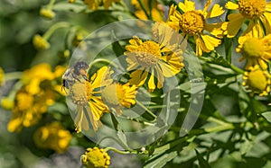 BumbleBee on Yellow Flowers