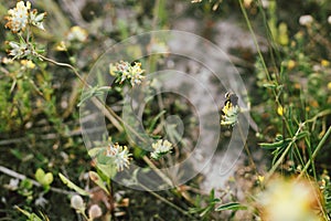 Bumblebee on yellow wildflower in summer meadow. Bumble bee  pollinating anthyllis vulneraria photo