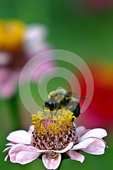 Bumblebee on zinnia photo