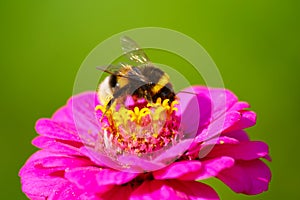 Bumblebee On Zinnia Flower