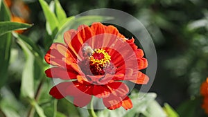 Bumblebee on a zinnia flower on a sunny summer day in the garden