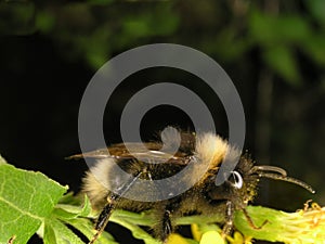 Bumblebees photo