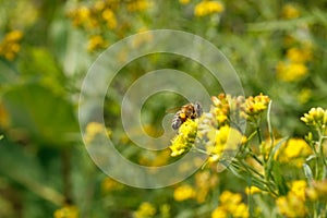 Bumblebees, Arthropod family, honey bees