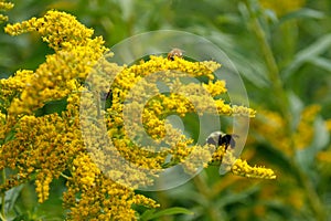 Bumblebees, Arthropod family, honey bees save some pollen/nectar for me