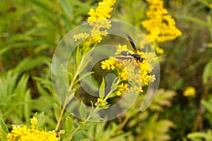 Bumblebees, Arthropod family, honey bees save some pollen/nectar for me photo