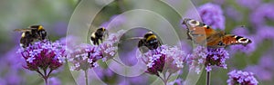 Bumblebees and butterfly on the garden flower photo