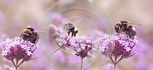 Bumblebees and butterfly on the garden flower