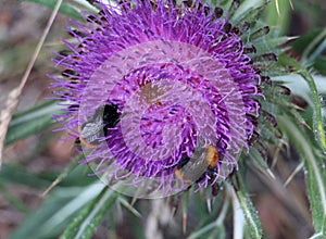 Bumblebees colect pollen from thistle thorn