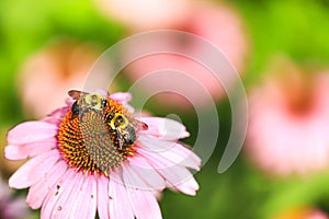 Bumblebees on a  Coneflower in Illinois photo