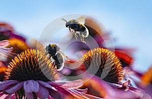 Bumblebees and Echinacea flowers