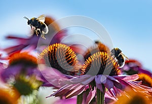 Bumblebees and Echinacea flowers
