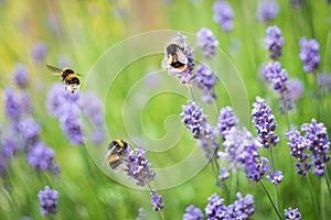 Bumblebees enjoying lavender flowers. One is flying and is in soft focus with some movement blur
