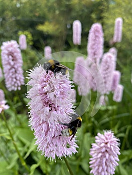 Bumblebees on flowers