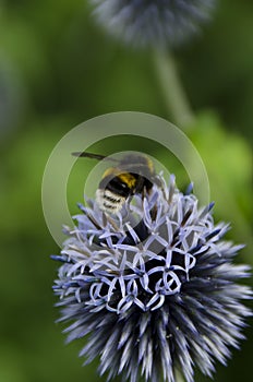 Bumblebees on a Globe Thistle