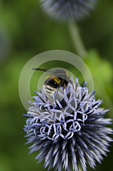 Bumblebees on a Globe Thistle photo