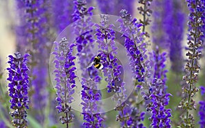 Bumblebees on Lavender flower photo